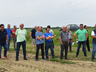 Syngenta lokalni dan polja u Krndiji