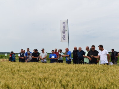 Syngenta lokalni dan polja u Krndiji