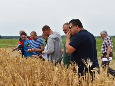 Syngenta lokalni dan polja u Krndiji