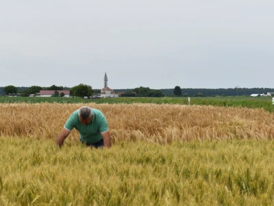 Syngenta lokalni dan polja u Krndiji