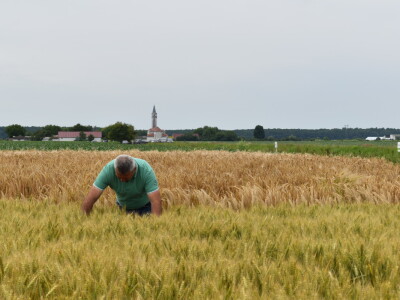 Syngenta lokalni dan polja u Krndiji