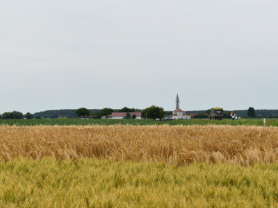 Syngenta lokalni dan polja u Krndiji