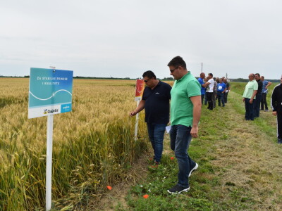 Syngenta lokalni dan polja u Krndiji