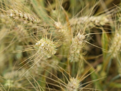 Syngenta lokalni dan polja u Krndiji