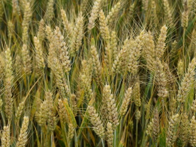 Syngenta lokalni dan polja u Krndiji