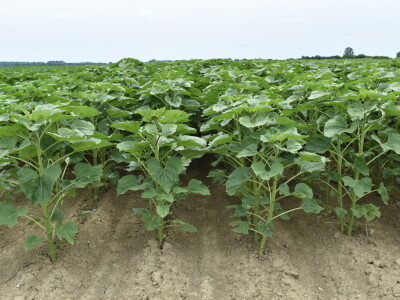 Syngenta lokalni dan polja u Krndiji