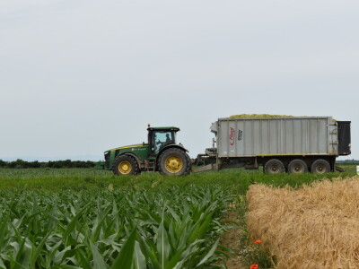 Syngenta lokalni dan polja u Krndiji