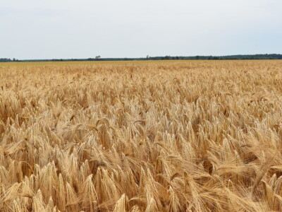 Syngenta lokalni dan polja u Krndiji