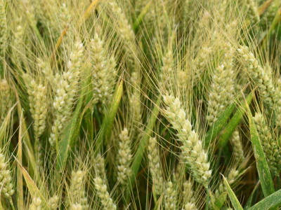 Syngenta lokalni dan polja u Krndiji