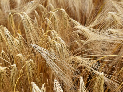 Syngenta lokalni dan polja u Krndiji