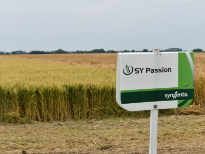 Syngenta lokalni dan polja u Krndiji