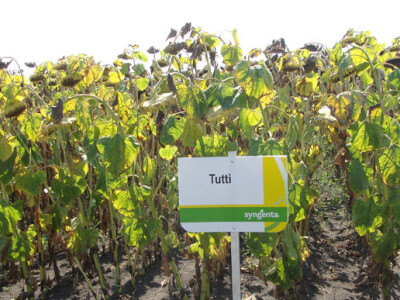 Dan polja suncokreta IPK Tvornice ulja Čepin