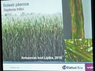 Syngenta – zimska predavanja Osijek, Crna svinja Ovčara