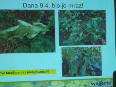 Syngentin Dan polja uljane repice i šećerne repe