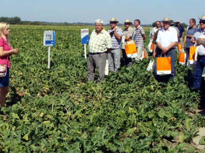 Dan polja šećerne repe Tvornice šećera Viro