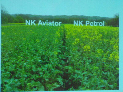 Syngenta Dan polja uljane repice i šećerne repe