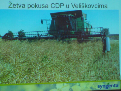 Syngenta Dan polja uljane repice i šećerne repe