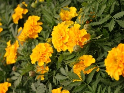 Syngenta demo dani - uzgoj cvijeća