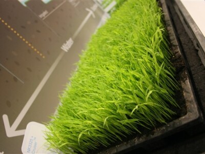 Syngenta demo dani - riža