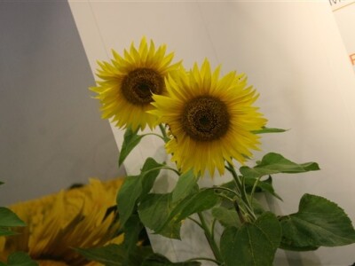 Syngenta demo dani - proizvodnja suncokreta