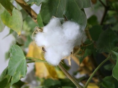 Syngenta demo dani - pamuk