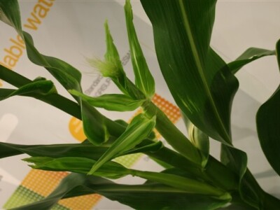 Syngenta demo dani - kukuruz