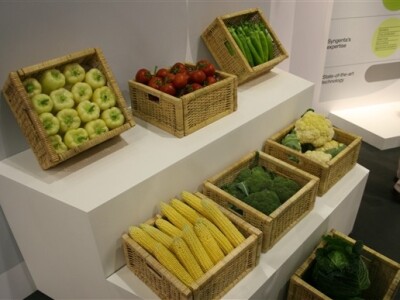 Syngenta demo dani - proizvodnja povrća