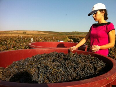 OPG Szabo iz Karanca