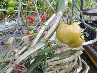 Szentesi paprike i rajčice ponos su Mađarske