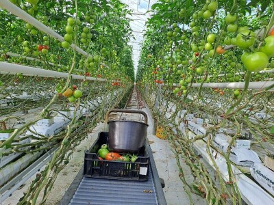 Szentesi paprike i rajčice ponos su Mađarske