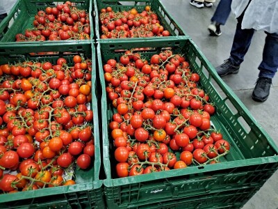 Szentesi paprike i rajčice ponos su Mađarske