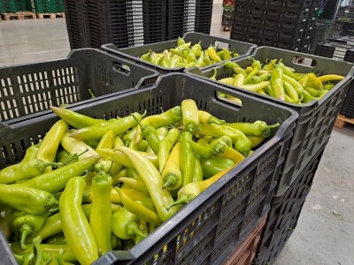 Szentesi paprike i rajčice ponos su Mađarske