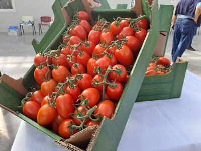 Szentesi paprike i rajčice ponos su Mađarske