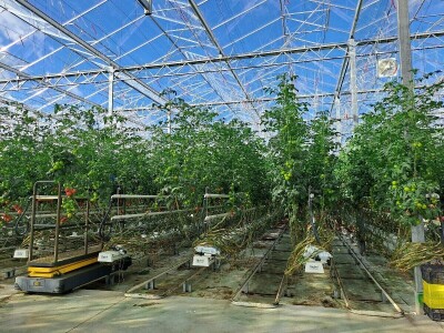 Szentesi paprike i rajčice ponos su Mađarske