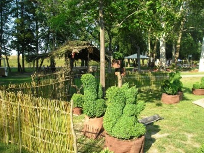 Umijeće oblikovanja grmova