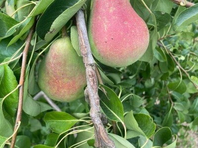 Tadić - Domaći proizvodi Tadić - Domaći proizvodi