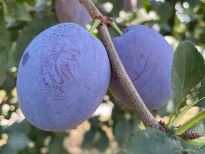 Tadić - Domaći proizvodi Tadić - Domaći proizvodi