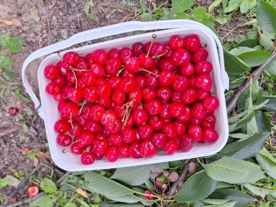 Tadić - Domaći proizvodi Tadić - Domaći proizvodi