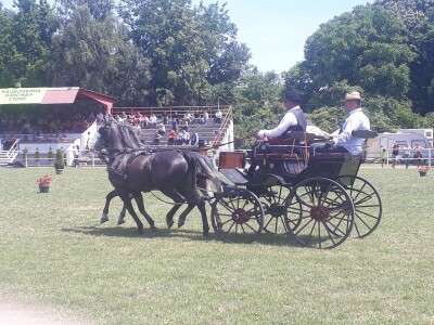 Takmičenje fijakera