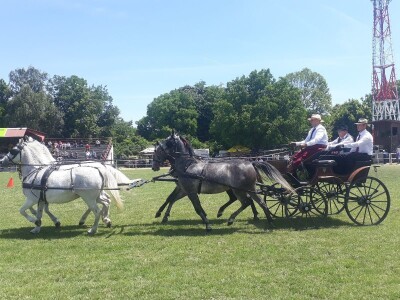Takmičenje fijakera