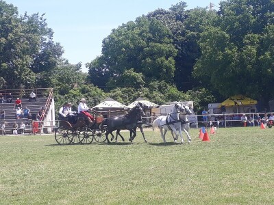 Takmičenje fijakera