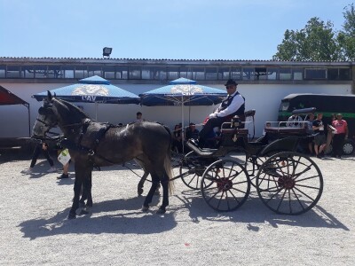 Takmičenje fijakera