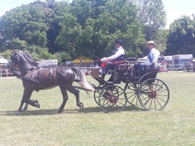 Takmičenje fijakera