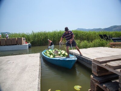 Tako se čamcima-brodicama transportiraju ubrane lubenice u Neretvi