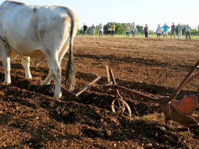 Smotra istarskih volova