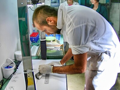 Divlja i uzgojena orada (komarča)