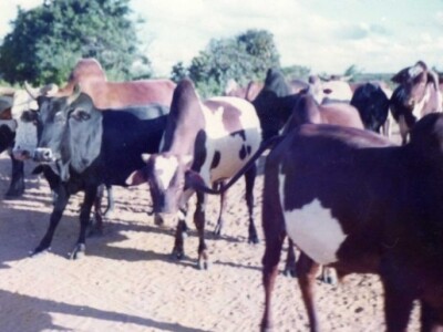 Tanzanijski volovi Tanzanijski volovi