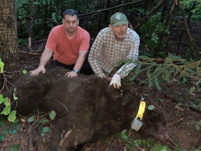 Monitoring mrkih medveda