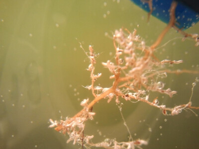 Bijeli tartuf na grabu