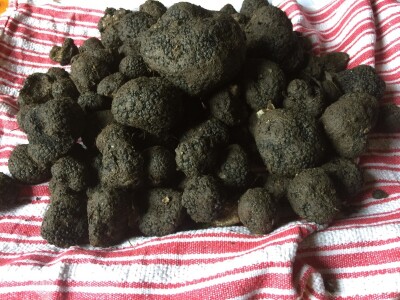 Zoran Davidović u lovu na skupocjene tartufe: Crno blago u šumama BiH Zoran Davidović u lovu na skupocjene tartufe: Crno blago u šumama BiH